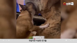 요즘이슈_동물_귀엽지만 이상한친구들
